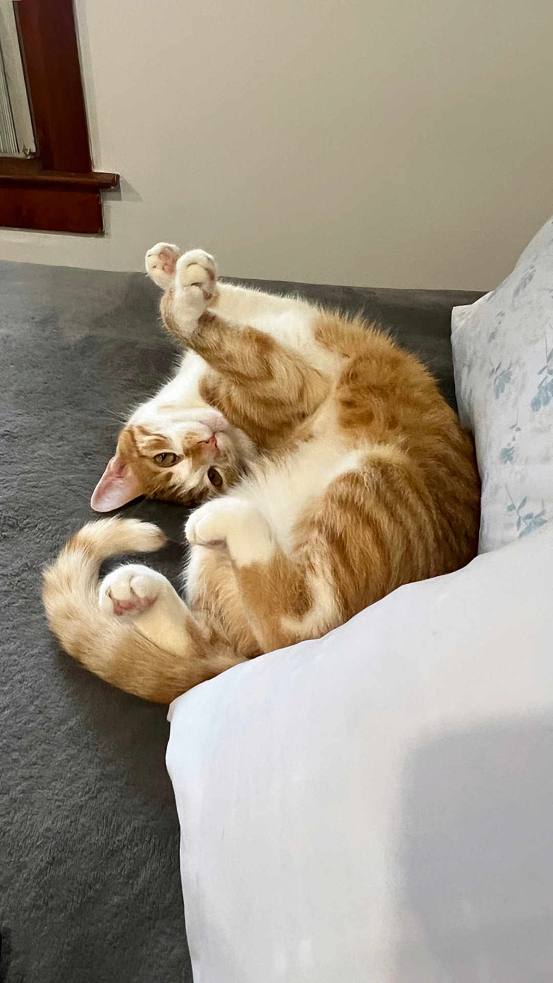 Canelo