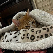 Canelo joined the competition — help win amazing prizes! cat, orange_cat, white_cat, blanket, leopard_print, cozy, indoor, furniture, snug, sleepy, pet, animal, fur, ear, resting, warm, soft_texture, domestic_cat, comfort, cute