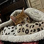cat, orange_cat, white_cat, blanket, leopard_print, cozy, indoor, furniture, snug, sleepy, pet, animal, fur, ear, resting, warm, soft_texture, domestic_cat, comfort, cute