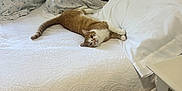 Canelo is registered to the contest to win money with this photo: cat, bed, pillow, blanket, furniture, indoor, home, relaxed, pet, animal, orange_cat, white_bedspread, nightstand, resting, comfort, calm, cozy, domestic, sleepy, curious