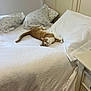 cat, bed, pillow, blanket, furniture, indoor, home, relaxed, pet, animal, orange_cat, white_bedspread, nightstand, resting, comfort, calm, cozy, domestic, sleepy, curious
