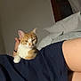 cat, orange_cat, white_cat, pet, animal, indoor, bed, pillow, person, shirt, resting, cozy, feline, lying_down, relaxed, home, comfort, cute, paw, sleepy