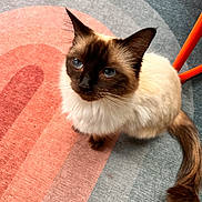 Sabby joined the competition — help win amazing prizes! cat, siamese_cat, blue_eyes, fluffy, pet, indoor, carpet, orange_chair, looking_up, curious, animal, feline, whiskers, tail, sitting, close_up, home, domestic_cat, fur, cute