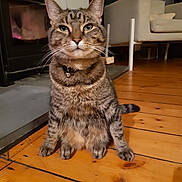Susy joined the competition — help win amazing prizes! cat, tabby_cat, pet, indoor, wooden_floor, fireplace, armchair, guitar, furniture, domestic_animal, animal, mammal, sitting, looking_at_camera, collar, whiskers, ears, floor, cozy, home