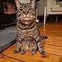 cat, tabby_cat, pet, indoor, wooden_floor, fireplace, armchair, guitar, furniture, domestic_animal, animal, mammal, sitting, looking_at_camera, collar, whiskers, ears, floor, cozy, home