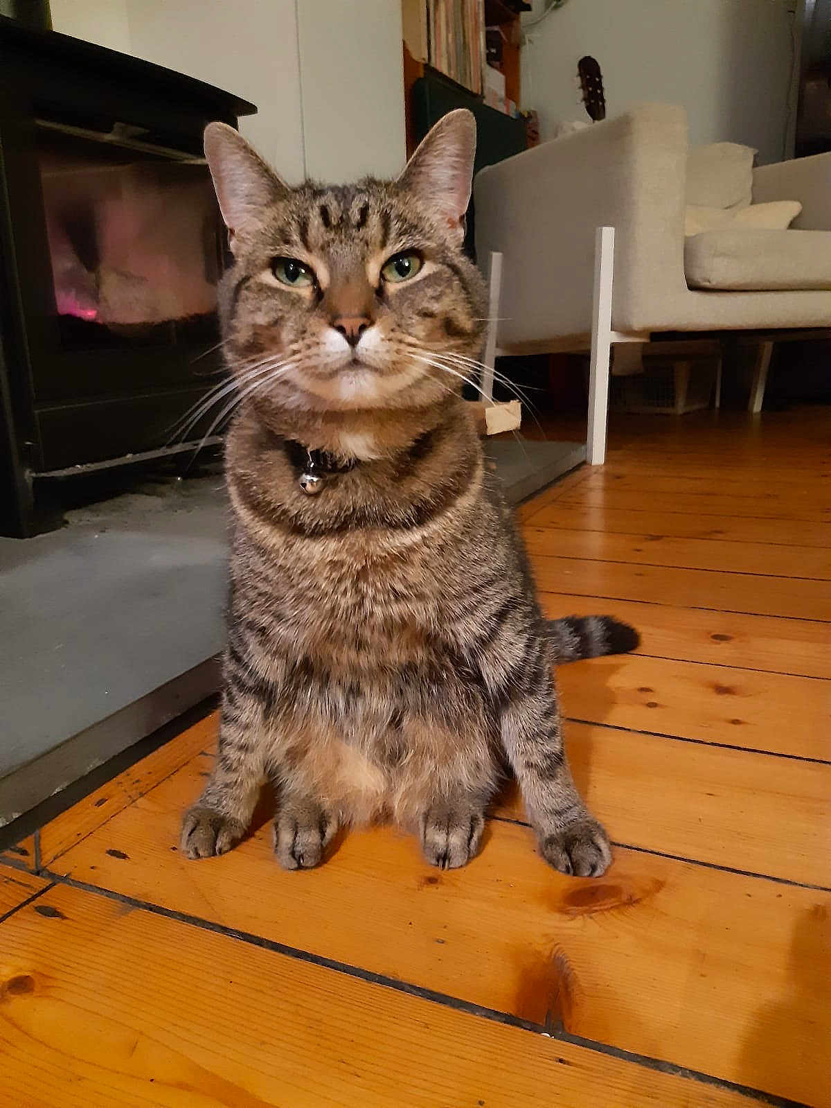 Susy joined the competition — help win amazing prizes! cat, tabby_cat, pet, indoor, wooden_floor, fireplace, armchair, guitar, furniture, domestic_animal, animal, mammal, sitting, looking_at_camera, collar, whiskers, ears, floor, cozy, home