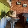 Snow participe au concours pour gagner de l'argent avec cette photo : cat, bar_stool, metal, cushion, indoor, brick_wall, green_wall, wooden_floor, armchair, framed_pictures, furniture, pet, fluffy, wide_eyes, cozy, domestic, animal, seat, resting, curious