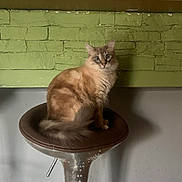 Snow a rejoint le concours — aidez-le/la à gagner de superbes lots ! cat, fluffy, stool, metallic, green_wall, brick_wall, indoor, pet, animal, curious, feline, sitting, fur, whiskers, tail, eyes, household, furniture, domestic, cute
