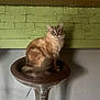 cat, fluffy, stool, metallic, green_wall, brick_wall, indoor, pet, animal, curious, feline, sitting, fur, whiskers, tail, eyes, household, furniture, domestic, cute