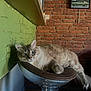 Snow a rejoint le concours — aidez-le/la à gagner de superbes lots ! cat, fluffy_cat, chair, metal, leather, green_wall, brick_wall, framed_picture, vintage_car, indoor, pet, relaxed, feline, fur, cozy, home, decor, resting, animal, portrait