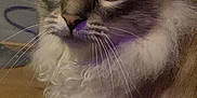 Snow a rejoint le concours — aidez-le/la à gagner de superbes lots ! cat, fluffy, whiskers, indoor, closeup, wide_eyes, fur, curious, pet, animal, mammal, domestic_cat, face, portrait, feline, long_hair, cute, soft, indoor_lighting, purple_tint
