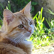 Saiko participe au concours pour gagner de l'argent avec cette photo : cat, ginger_cat, close_up, outdoor, nature, greenery, fur, whiskers, ears, eyes, animal, pet, mammal, portrait, sunlight, soft_focus, side_view, curious, peaceful, feline