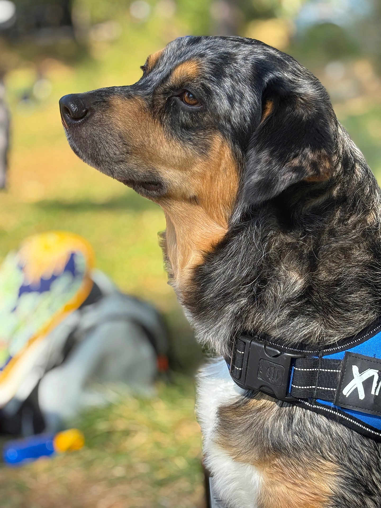 Ichigo a rejoint le concours — aidez-le/la à gagner de superbes lots ! dog, animal, outdoor, pet, canine, fur, profile, harness, brown, black, white, tan, grass, nature, daylight, closeup, sideview, muzzle, ears, eyes