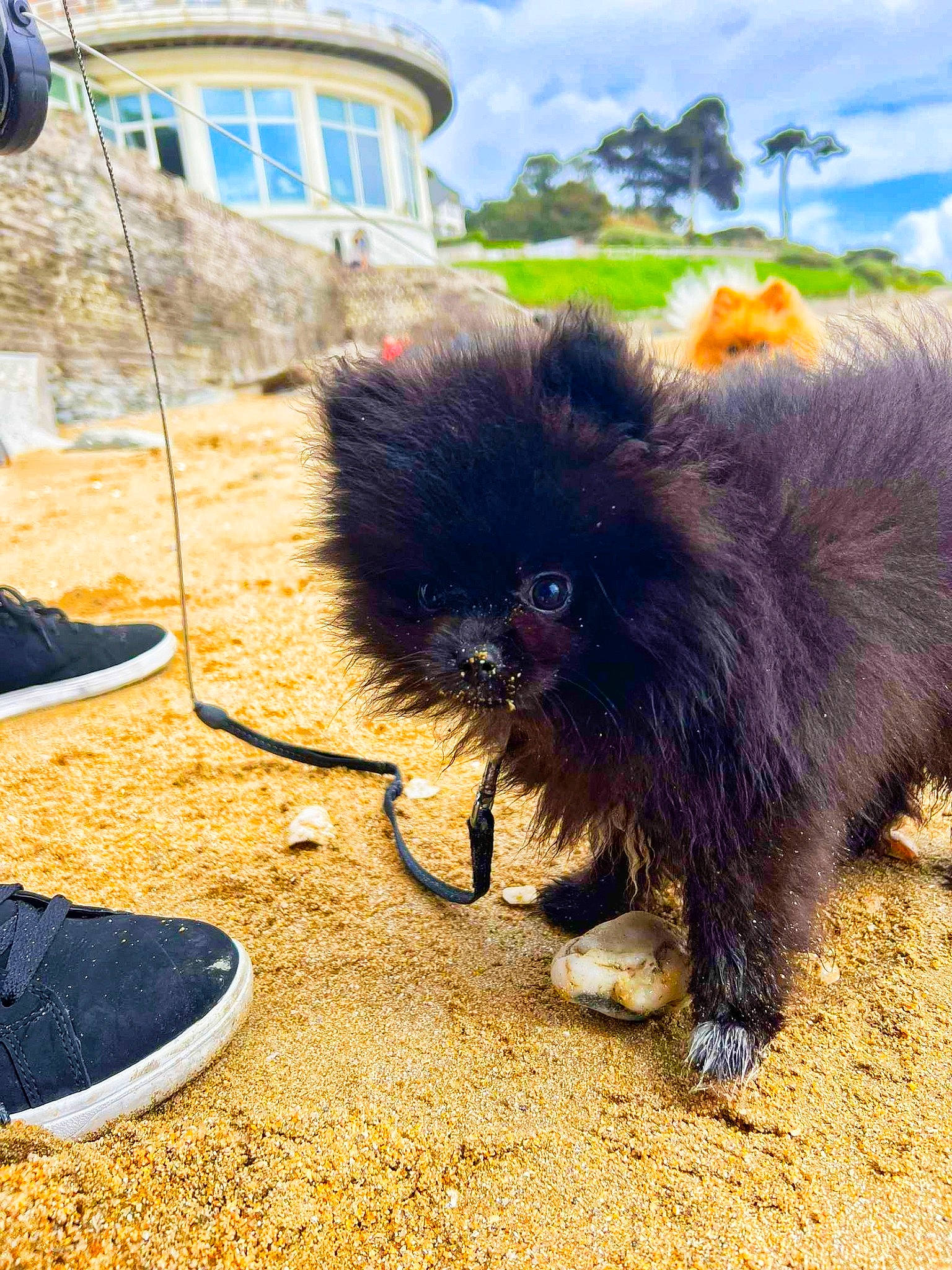 Ryu a rejoint le concours — aidez-le/la à gagner de superbes lots ! carnivore, cloud, companion_dog, dog, dog_breed, fawn, felidae, german_spitz, german_spitz_klein, grass, liver, plant, sky, small_to_medium_sized_cats, spitz, tail, toy_dog, whiskers, window, working_animal