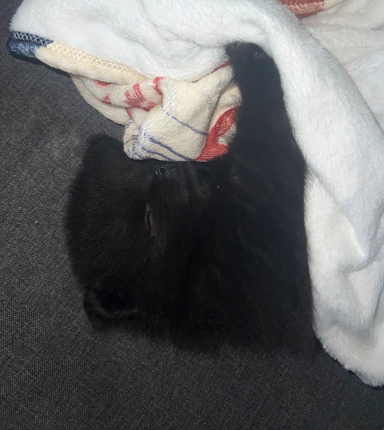 Ryu a rejoint le concours — aidez-le/la à gagner de superbes lots ! carmine, carnivore, cat, comfort, companion_dog, dog_breed, fang, felidae, foot, fur, grey, human_leg, nap, paw, small_to_medium_sized_cats, snout, tail, terrestrial_animal, whiskers, working_animal