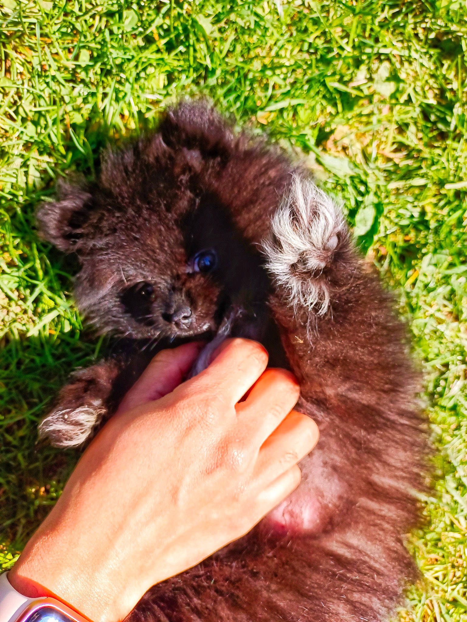 Ryu participe au concours pour gagner de l'argent avec cette photo : canidae, carnivore, claw, dog_breed, fawn, felidae, fur, gesture, grass, groundcover, jewellery, liver, natural_material, paw, small_to_medium_sized_cats, snout, tail, terrestrial_animal, water_dog, whiskers