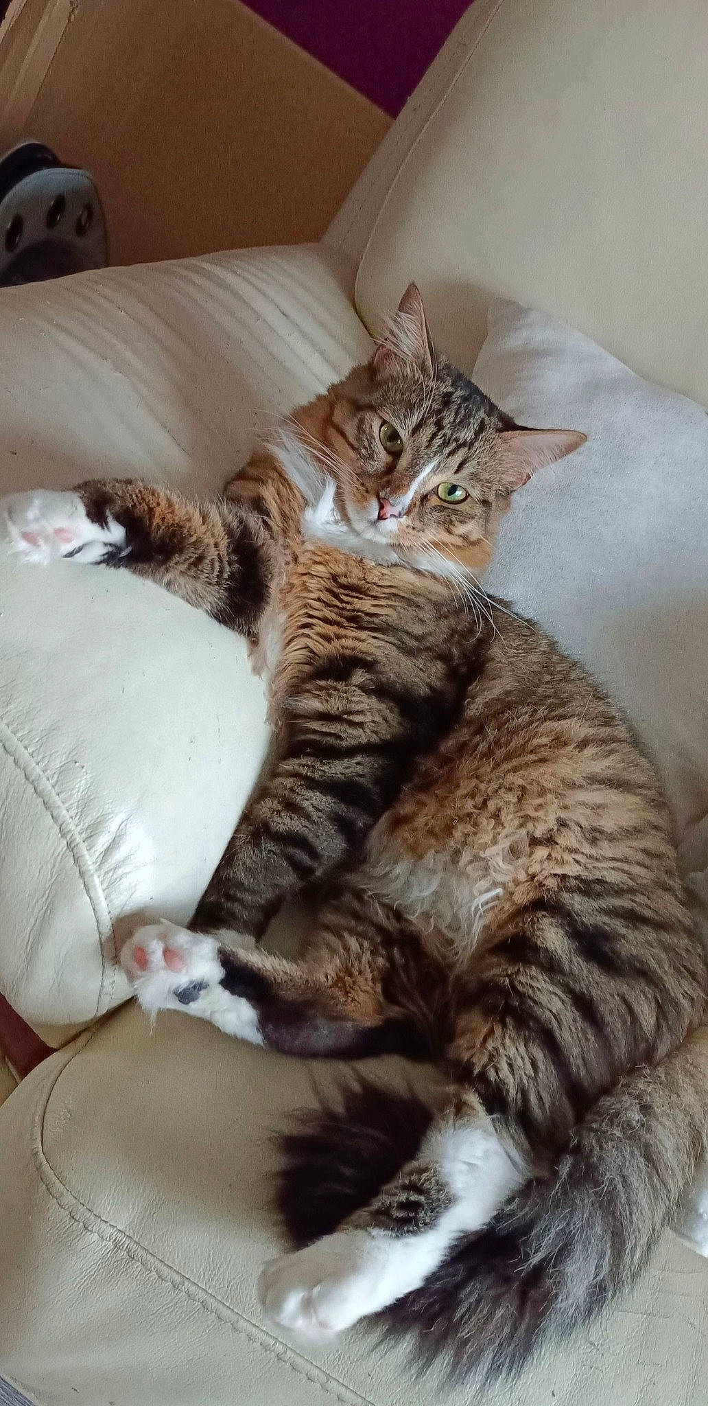 Minki a rejoint le concours — aidez-le/la à gagner de superbes lots ! bed, carnivore, cat, cat_supply, claw, comfort, domestic_short_haired_cat, felidae, fur, nap, paw, small_to_medium_sized_cats, tail, terrestrial_animal, whiskers