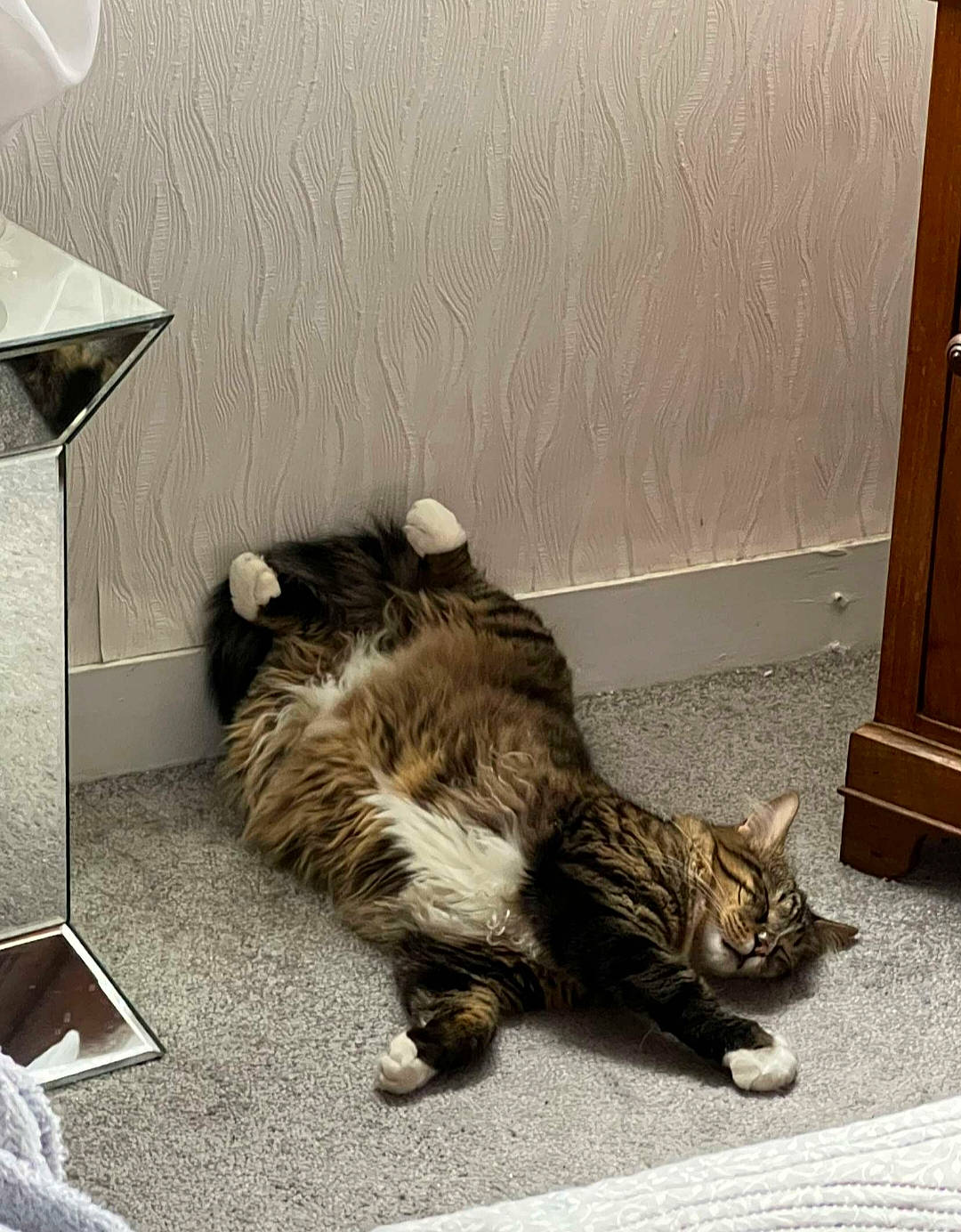 Minki participe au concours pour gagner de l'argent avec cette photo : carnivore, cat, claw, comfort, domestic_short_haired_cat, door, felidae, flooring, fur, grey, hardwood, mammal, nap, paw, room, small_to_medium_sized_cats, tail, terrestrial_animal, whiskers, wood