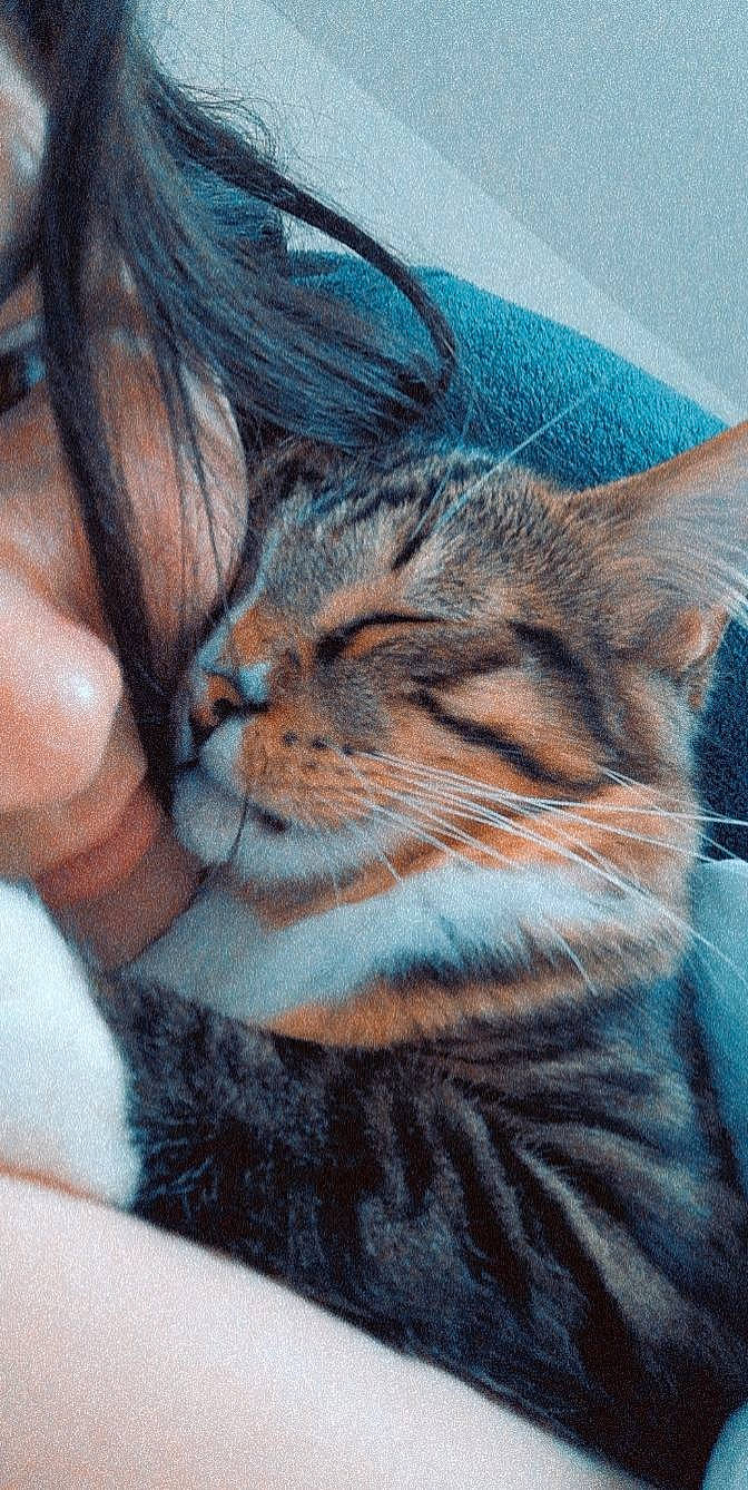 Minki a rejoint le concours — aidez-le/la à gagner de superbes lots ! carnivore, cat, domestic_short_haired_cat, eye, fawn, felidae, fur, grass, small_to_medium_sized_cats, snout, tail, terrestrial_animal, tree, whiskers, wildlife, window