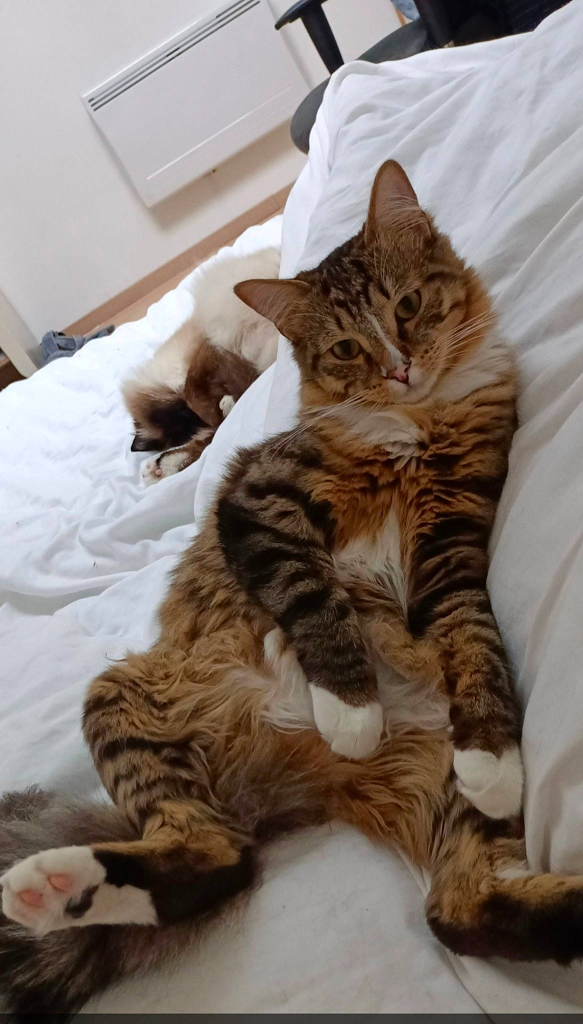 Minki participe au concours pour gagner de l'argent avec cette photo : bed, bed_sheet, bedding, carnivore, cat, claw, comfort, domestic_short_haired_cat, felidae, fur, linens, nap, paw, room, small_to_medium_sized_cats, tail, terrestrial_animal, whiskers