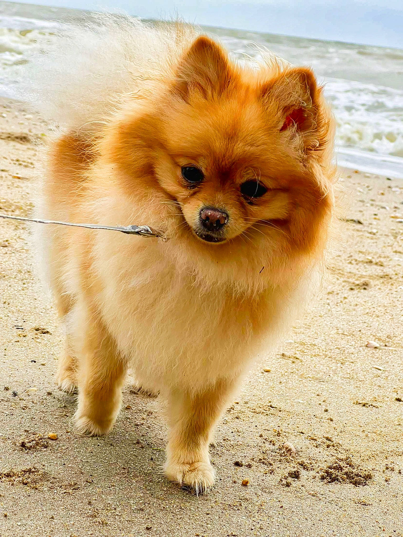 Sumi participe au concours pour gagner de l'argent avec cette photo : beach, canidae, carnivore, companion_dog, dog, dog_breed, fawn, fur, german_spitz, german_spitz_klein, german_spitz_mittel, snout, spitz, sporting_group, terrestrial_animal, toy_dog, water, whiskers, wildlife, working_animal