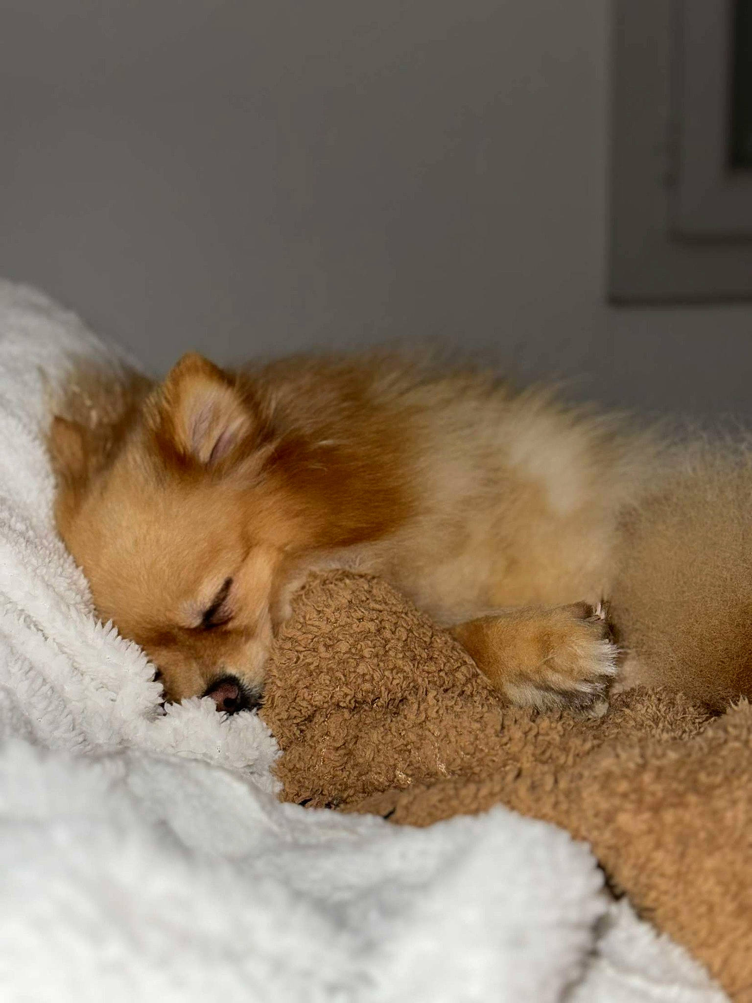 Sumi participe au concours pour gagner de l'argent avec cette photo : carnivore, comfort, companion_dog, dog, dog_breed, fawn, felidae, fur, german_spitz, german_spitz_klein, german_spitz_mittel, liver, paw, snow, spitz, sporting_group, tail, toy_dog, volpino_italiano, whiskers