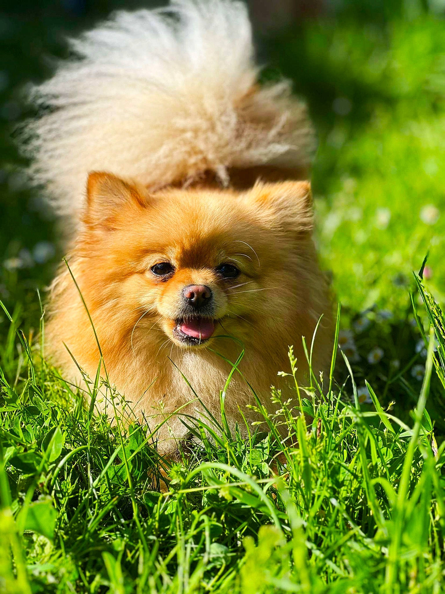 Sumi participe au concours pour gagner de l'argent avec cette photo : canidae, carnivore, companion_dog, dog, dog_breed, fawn, fur, german_spitz, german_spitz_klein, german_spitz_mittel, grass, plant, pomeranian, snout, spitz, sporting_group, terrestrial_animal, toy_dog, volpino_italiano, whiskers