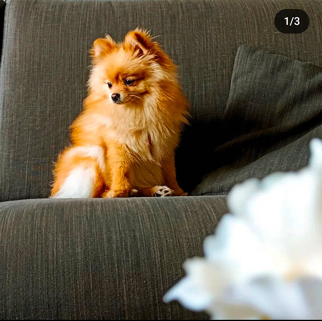 Sumi a rejoint le concours — aidez-le/la à gagner de superbes lots ! canidae, carnivore, companion_dog, dog, dog_breed, fawn, felidae, fur, german_spitz, paw, petal, plant, pomeranian, small_to_medium_sized_cats, snout, spitz, tail, terrestrial_animal, toy_dog, whiskers