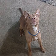 Shaggy is registered to the contest to win money with this photo: dog, brown_dog, pet, indoor, carpet, rug, collar, looking_up, small_dog, animal, canine, floor, tripod, furniture, ears_up, cute, domestic_animal, house, mammal, loyal