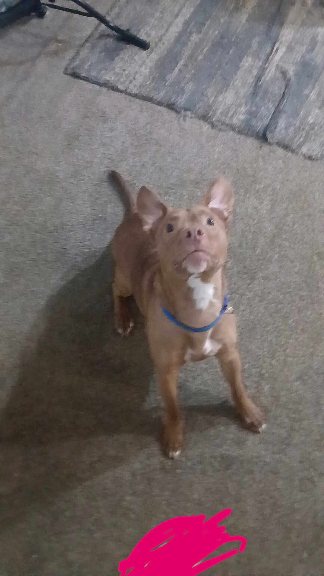 Shaggy is registered to the contest to win money with this photo: dog, brown_dog, pet, indoor, carpet, rug, collar, looking_up, small_dog, animal, canine, floor, tripod, furniture, ears_up, cute, domestic_animal, house, mammal, loyal