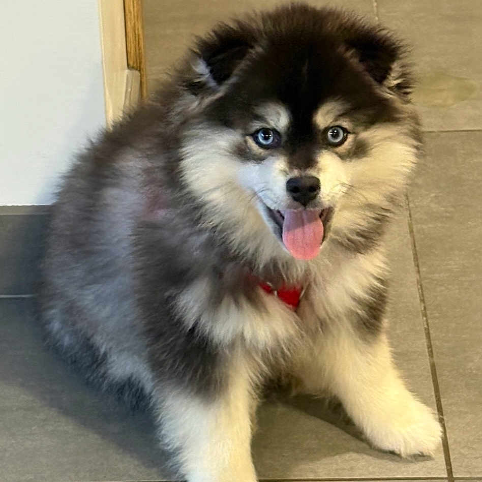 Atlas participe au concours pour gagner de l'argent avec cette photo : blue_eyes, collar, cute, dog, ears, fluffy, fur, home_interior, indoor, looking_at_camera, nose, pet, playful, puppy, red_ball, sitting, small_dog, tile_floor, tongue_out, toy