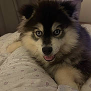 Atlas participe au concours pour gagner de l'argent avec cette photo : dog, puppy, husky, blue_eyes, pet, fur, bed, blanket, indoor, portrait, close_up, paws, tongue, smile, whiskers, cozy, bedroom, pillow, cute, canine