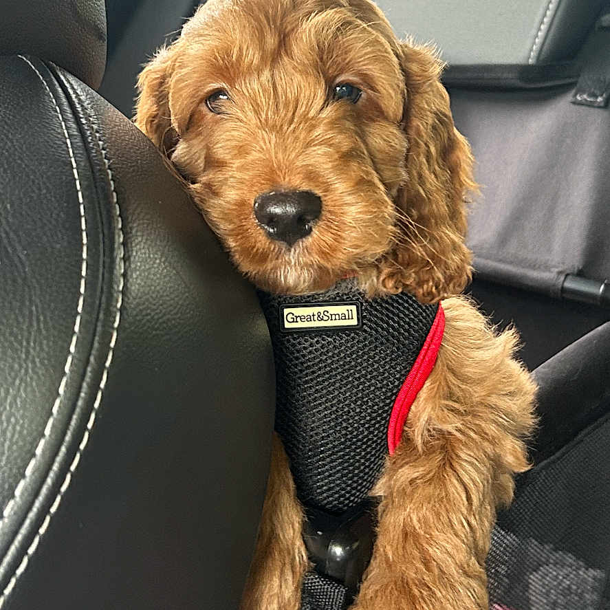 Phoebe joined the competition — help win amazing prizes! accessories, airedale, animal, belt, canine, car, car_interior, carseat, clothing, coat, cockerspaniel, cushion, dog, homedecor, pet, poodle, puppy, terrier, transportation, vehicle