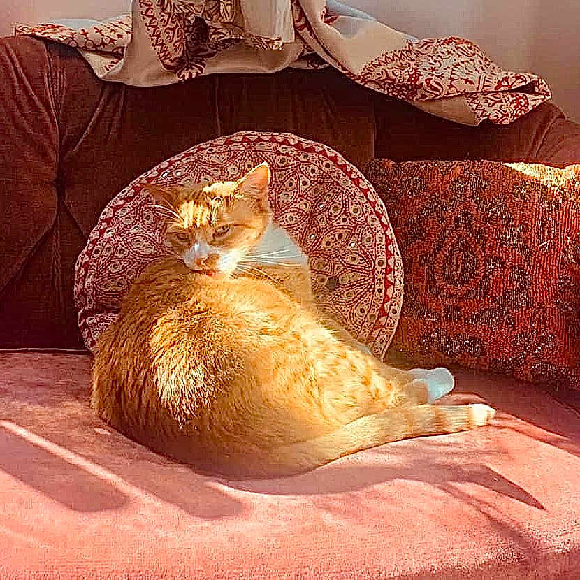 Shorty P is registered to the contest to win money with this photo: blanket, cat, comfortable, couch, cozy, domestic_animal, feline, fur, home, indoor, orange_cat, patterned_pillow, pet, pillow, pink_couch, relaxing, resting, sunlight, tail, warm_light