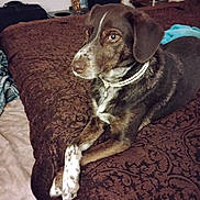 Nadda is registered to the contest to win money with this photo: animal, bed, bedroom, blanket, brown_bedspread, canine, comfort, cozy, crossed_paws, decor, dog, domestic, furniture, indoor, lying_down, paw, pearl_necklace, pet, portrait, relaxed