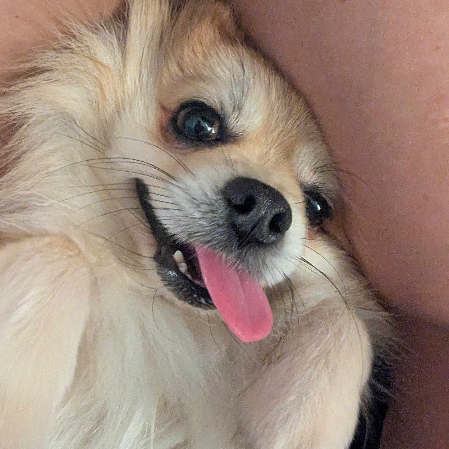 Apollo joined the competition — help win amazing prizes! animal, canine, close_up, cute, dog, domestic_animal, eye, face, fluffy, fur, happy, mouth, nose, paw, pet, playful, skin, smiling, tongue_out, whiskers