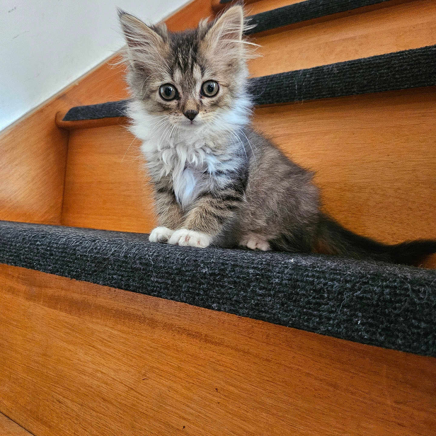 Allcha a rejoint le concours — aidez-le/la à gagner de superbes lots ! adorable, animal, carpet, cat, curious, cute, feline, fur, indoor, kitten, looking, paws, pet, sitting, small, stairs, tabby, whiskers, wood, young