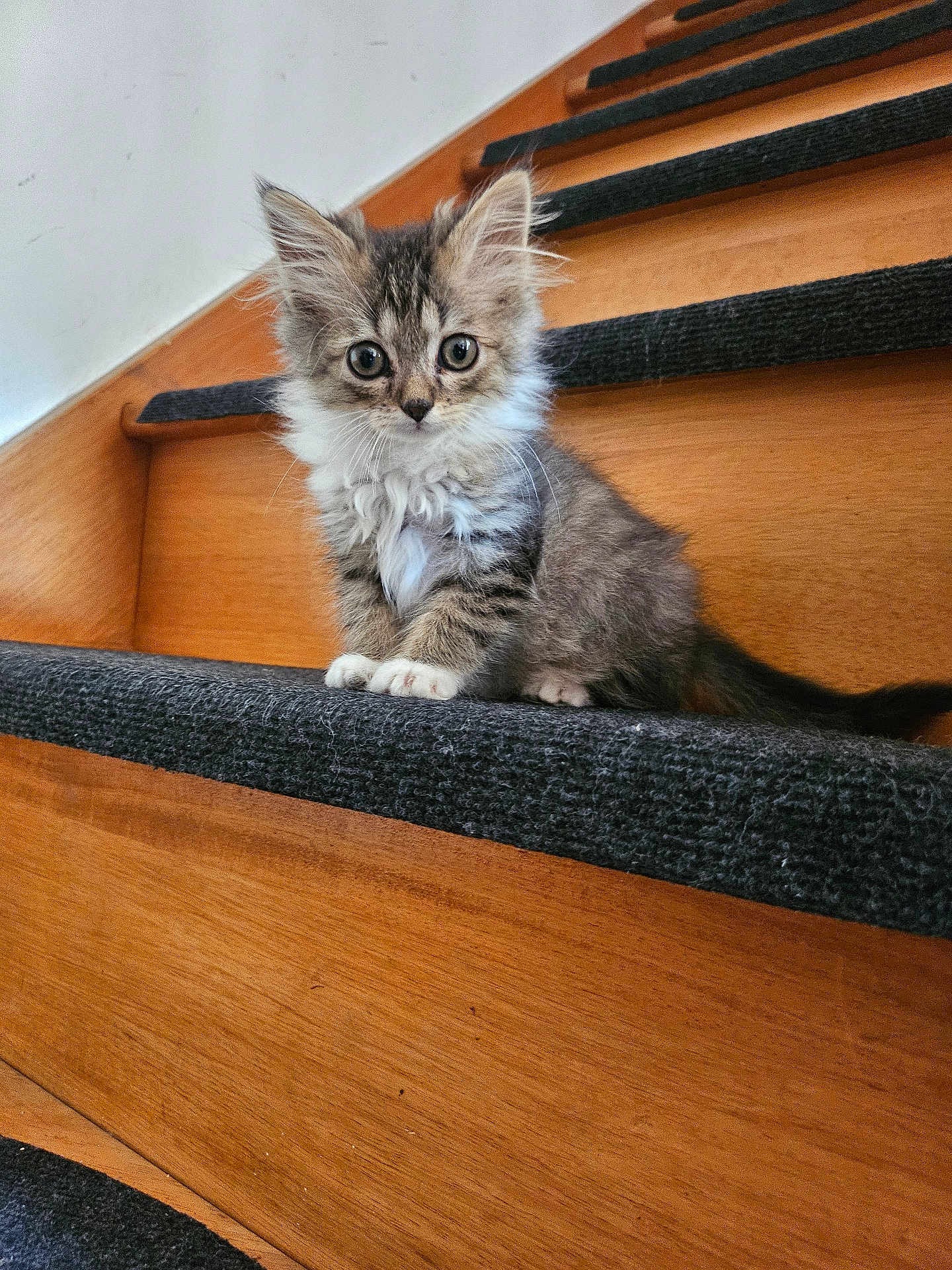 Allcha a rejoint le concours — aidez-le/la à gagner de superbes lots ! kitten, cat, stairs, wood, carpet, fur, pet, animal, cute, curious, small, indoor, whiskers, tabby, young, paws, sitting, looking, feline, adorable