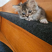 Allcha participe au concours pour gagner de l'argent avec cette photo : kitten, cat, stairs, wood, carpet, pet, animal, cute, fluffy, indoor, curious, young, small, feline, paws, ears, whiskers, resting, looking, closeup