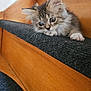 kitten, cat, stairs, wood, carpet, pet, animal, cute, fluffy, indoor, curious, young, small, feline, paws, ears, whiskers, resting, looking, closeup