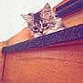 Allcha participe au concours pour gagner de l'argent avec cette photo : kitten, cat, stairs, carpet, wood, pet, animal, cute, furry, small, curious, indoors, young, playful, whiskers, ears, paws, portrait, closeup, home