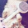 Allcha a rejoint le concours — aidez-le/la à gagner de superbes lots ! kitten, cat, fluffy, pet, brush, pink, white, fur, paws, lying_down, curious_eyes, indoor, fabric, heart_pattern, soft_texture, cute, young_cat, playful, closeup, domestic_cat