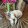 Hello Kitty joined the competition — help win amazing prizes! cat, blue_eyes, feline, relaxed, indoor, woven_chair, colorful, paw, stretching, plastic_stool, bag, floor, resting, fur, animal, pet, cozy, home, chair, domestic