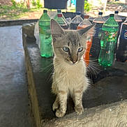 Hello Kitty joined the competition — help win amazing prizes! animal, background, blue_eyes, cat, concrete, curious, domestic, ears, feline, indoor, kitten, light, pet, plastic_bottles, shadow, small, soda_bottles, table, whiskers, young_cat