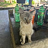 animal, background, blue_eyes, cat, concrete, curious, domestic, ears, feline, indoor, kitten, light, pet, plastic_bottles, shadow, small, soda_bottles, table, whiskers, young_cat