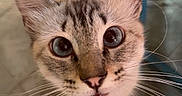 Hello Kitty joined the competition — help win amazing prizes! cat, curious, close_up, whiskers, indoor, floor, tiled_floor, animal, pet, feline, ears, eyes, face, standing, blurred_background, chair, blue_object, domestic, cute, looking_up