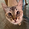 cat, curious, close_up, whiskers, indoor, floor, tiled_floor, animal, pet, feline, ears, eyes, face, standing, blurred_background, chair, blue_object, domestic, cute, looking_up
