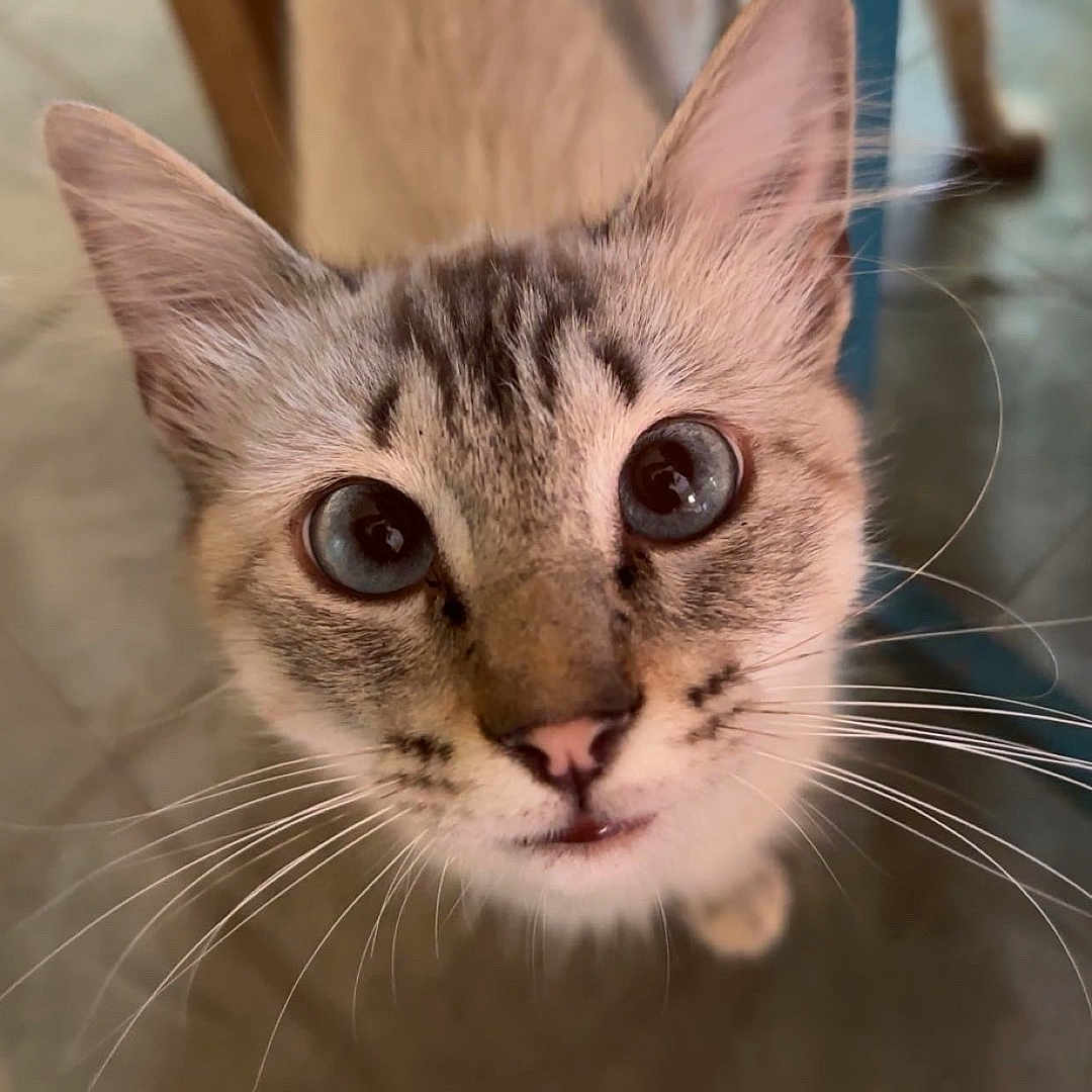 Hello Kitty joined the competition — help win amazing prizes! cat, curious, close_up, whiskers, indoor, floor, tiled_floor, animal, pet, feline, ears, eyes, face, standing, blurred_background, chair, blue_object, domestic, cute, looking_up