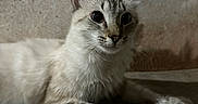 Hello Kitty is registered to the contest to win money with this photo: animal, cat, closeup, concrete_floor, curious, domestic, ears, eyes, face, feline, fur, indoor, laying_down, paws, pet, portrait, resting, texture, wall, whiskers