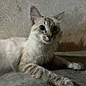 Hello Kitty is registered to the contest to win money with this photo: cat, animal, pet, feline, indoor, laying_down, curious, ears, whiskers, fur, face, eyes, paws, concrete_floor, wall, texture, closeup, portrait, domestic, resting